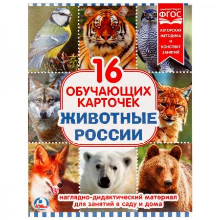 Карточки в папке. умка