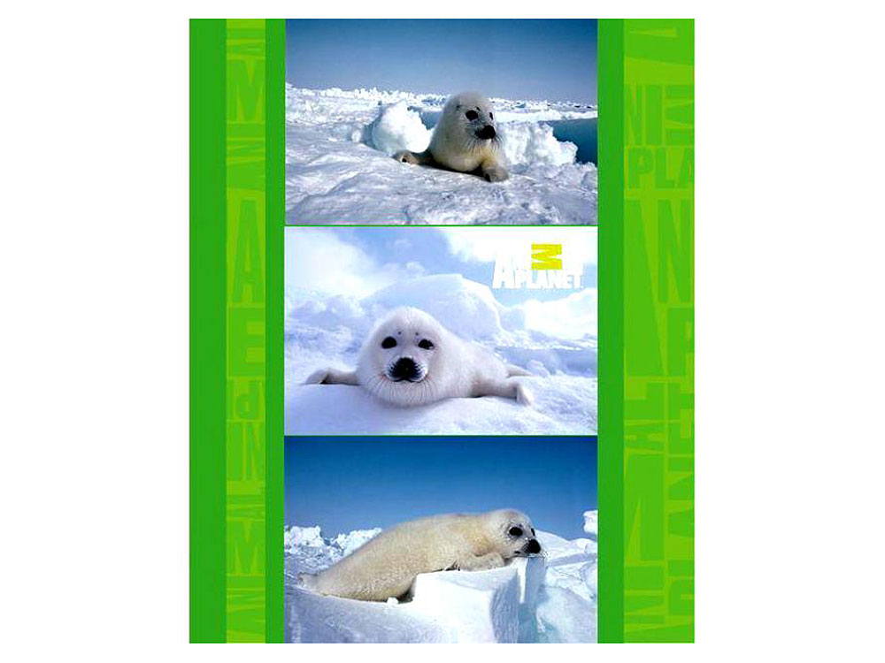 

Тетрадь на кольцах ACTION! ANIMAL PLANET, кл., обл. 7БЦ, в инд. уп-ке,глянц.ламин, 160л.,ф. А5,