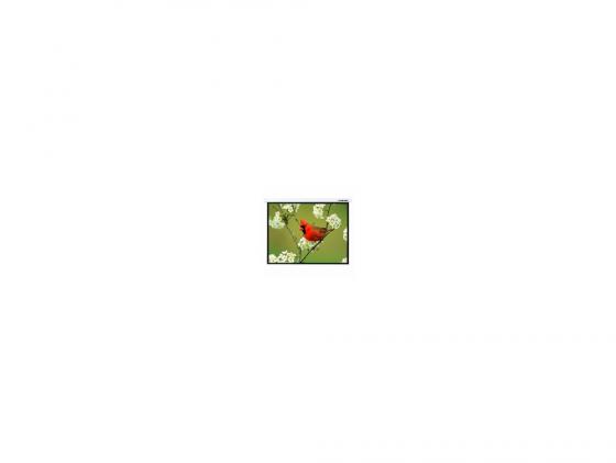 

Экран настенный Lumien Master Picture 173x200см Matte White LMP-100121